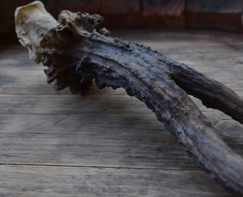 I found this beautiful antler, I never seen one alike, it look from an very old roe deer. The deer i