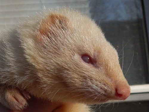 I finally had the camera out with the girls. I took them in for claw trimming.Pagan is showing her a