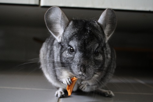 Chinchilla animals