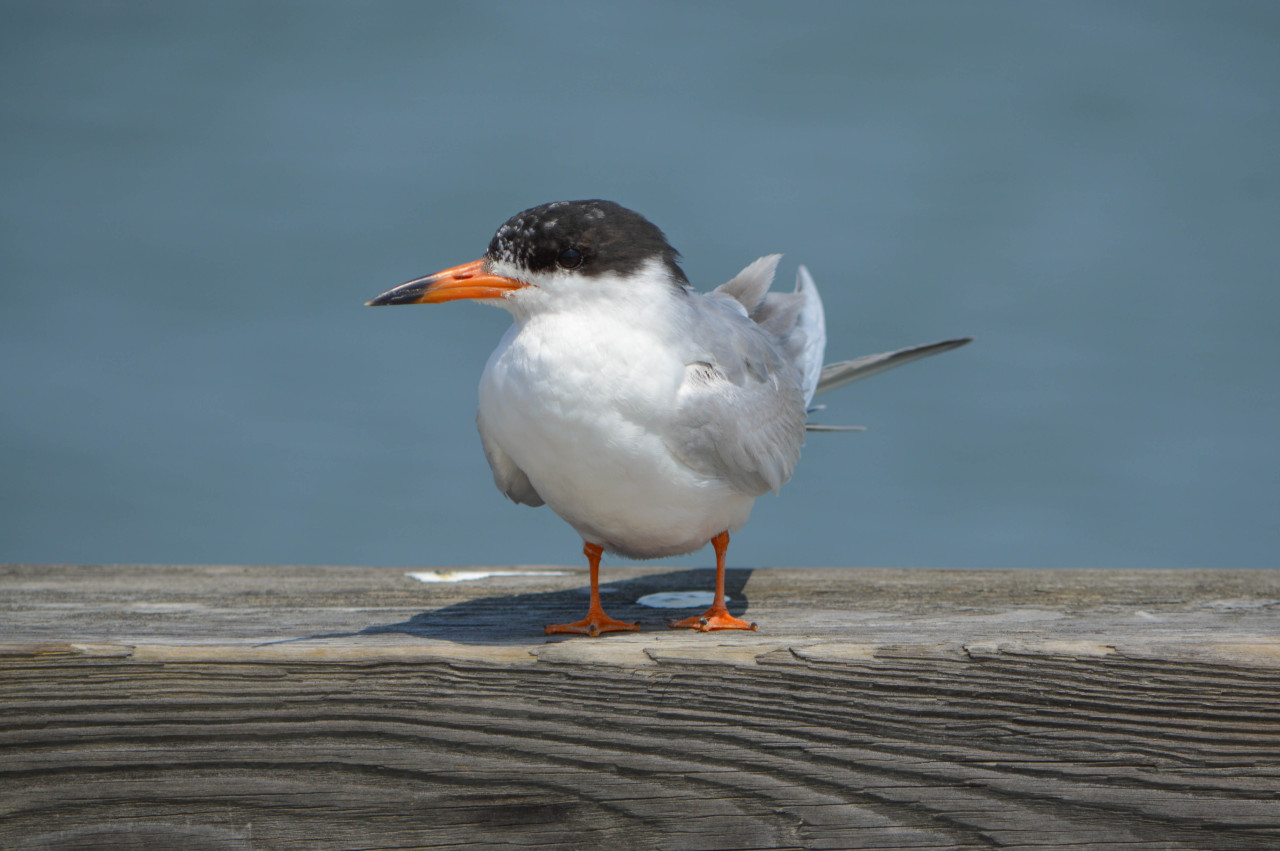 The Birds of 2015 #17: Common Tern
Even before these diminutive gulls (and terns are indeed members of the gull family Laridae!) start nesting, they can be highly aggressive to other birds and to human observers. This common tern (Sterna hirundo) was...