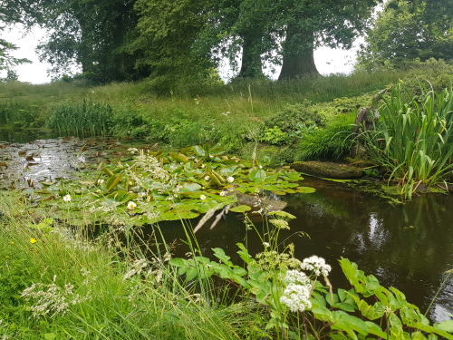 Porn photo fairmaidnelly:  🐸🌱🌳🌿