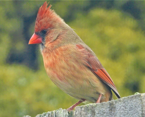 Northern cardinal, female … Delaware backyard … 2/12/21This beauty is still visiting d