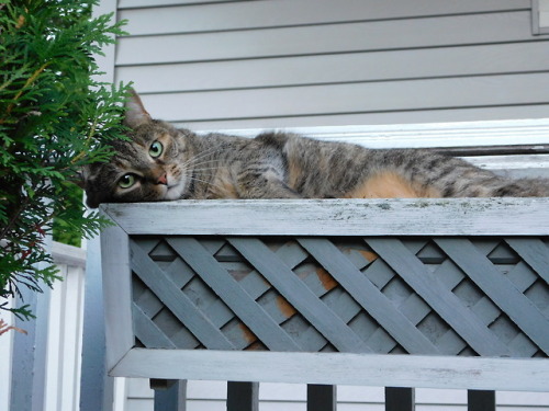funkylittleghost:Cricket loooooooves the window boxes on the front porch. We never plant anything in