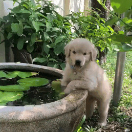 Puppy Stimboard ▼⁠・⁠ᴥ⁠・⁠▼