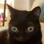 blackcatsandcrows