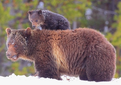 wonderous-world:Steve Hinch photographed this little grizzly bear cub who found a clever way to keep