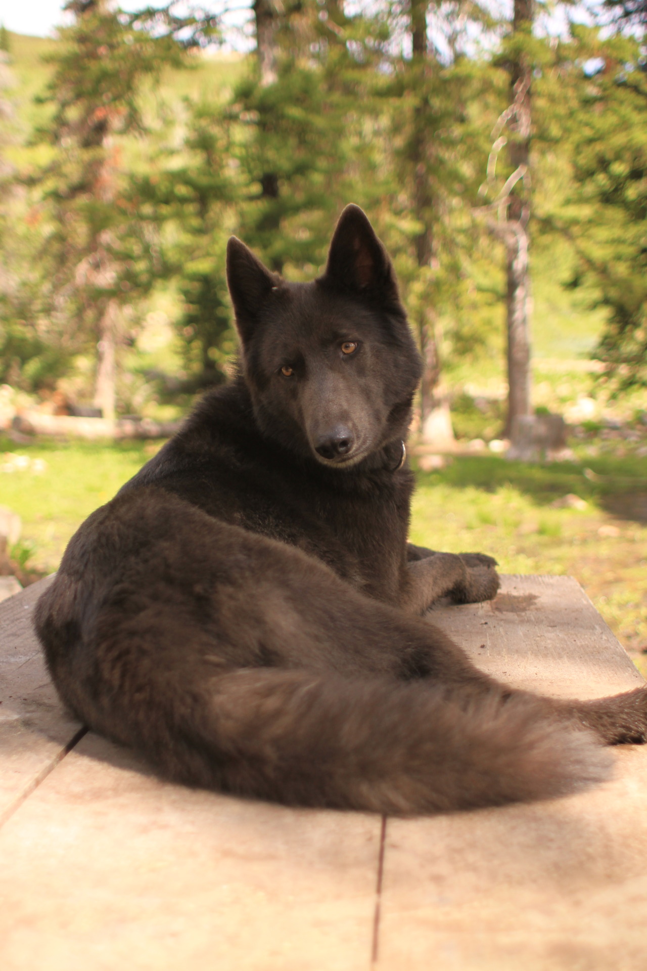 armedplatypus:  naturepunk:  Jude’s got a thing about picnic tables. He sees one,