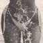 madame-ocean