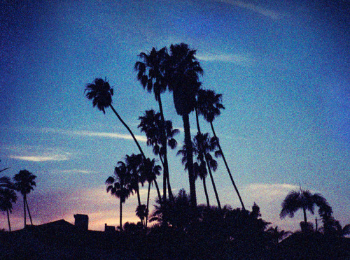 Spider palms against the sky