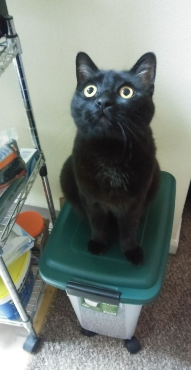 bedbugsbiting:I finally bought one of those bins to store kibble. Now this is where she perches to s