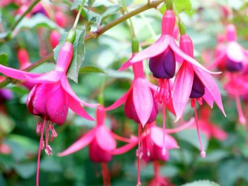 Fuchsia Flush.