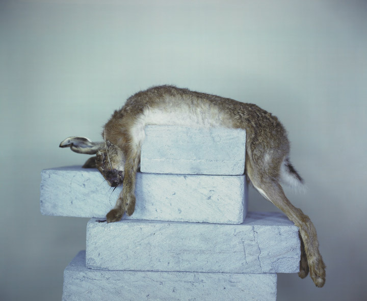 hogpig:  Richard Learoyd 