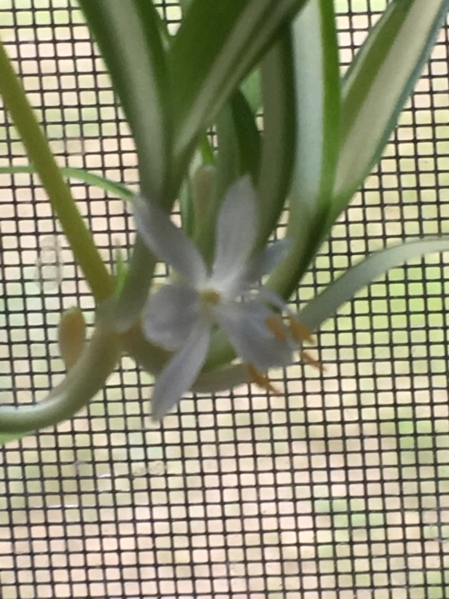 !!!!!i found a flower on one of our spider plants!!!!!!