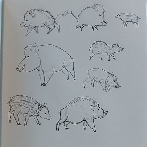 Doing some sketches in preparation for the Lunar New Year, year of the pig! #lunarnewyear #yearofth