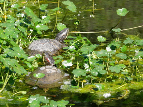 Trachemys scripta elegans “Red-eared Pond Slider” Emydidae Washington Park Arboretum, Seattle, WAMay