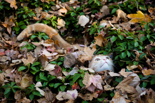 impressedcats:  i am leaves, leaves are me 