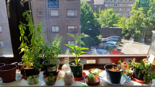 My other windowsill. Plants I’m regrowing in water/have transplanted from water after they put out r