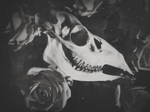 ghoulshavemorefun:Doe deer &amp; roses.