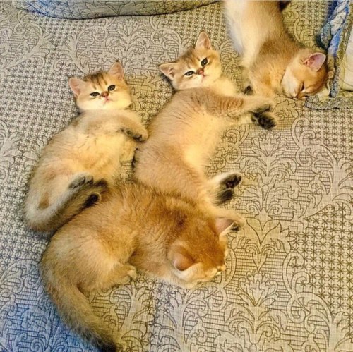 scottishstraight: A little golden family :3