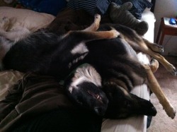 I was cleaning out the photos on my phone and I found a picture of my dogs I never posted here (I think). It’s of Vincent rolling over on Leonard when they were sleeping and I thought it was really cute.