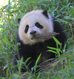 giantpandaphotos:  Bao Bao at the National