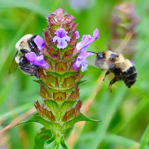 Common Selfheal