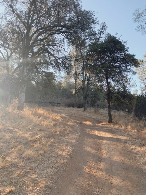 The middle of autumn in gold country is not necessarily very colorful in appearance. At Folsom Lake 