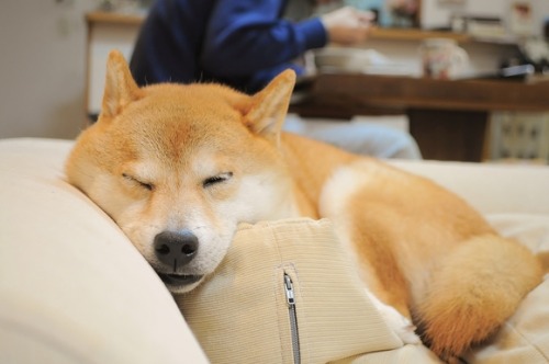 shiba inu