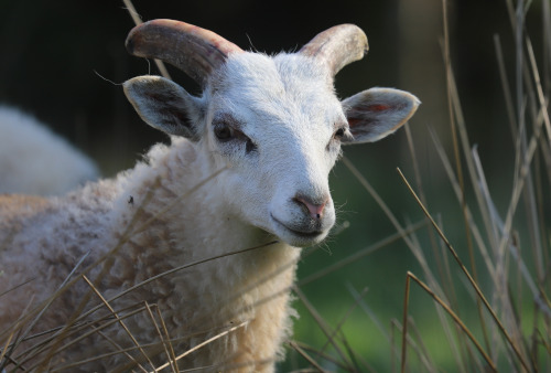 Gute sheep/gutefår, an old Swedish breed. The Gute is horned in both rams and ewes. Värmland, Sweden