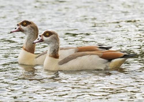 Egyptian Geese #egyptian #geese #goose #bird #birds #pretty #cool #geeseofinstagram #pair #swimming 