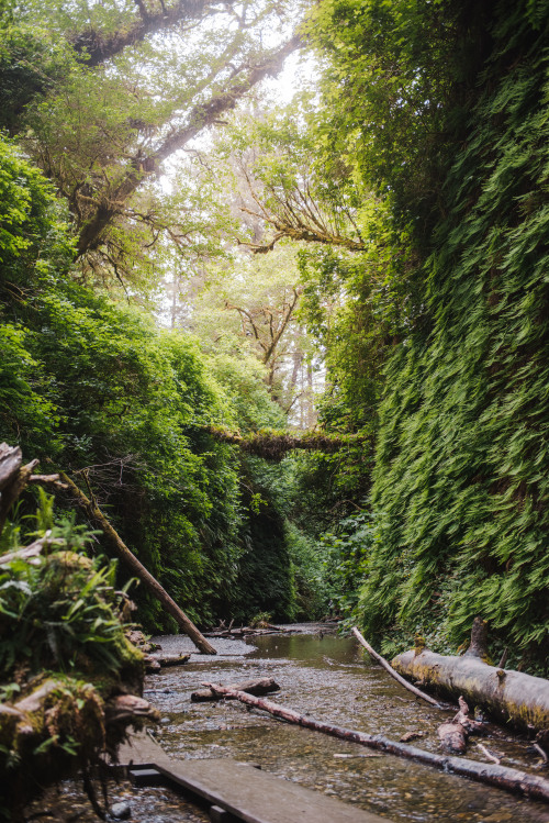 rhiannatruexx:canyon of ferns