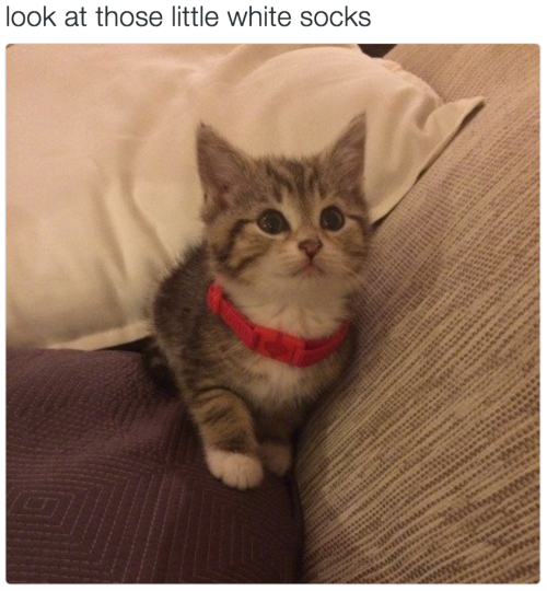 babyanimalgifs:  more baby animals here