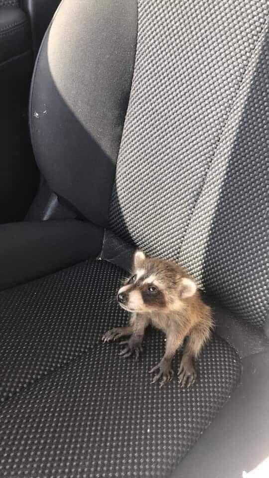 Small raccoon