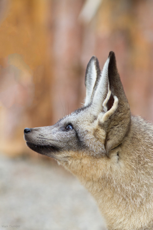 llbwwb:   Attention (by Mark Dumont) 