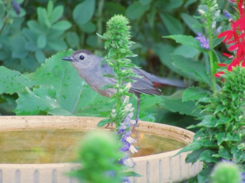 geopsych:Catbird. I don’t know if this is the male or female, but the catbird couple are the tyrants