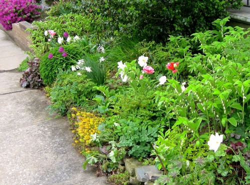 Spring garden and old sidewalk. May 2013.