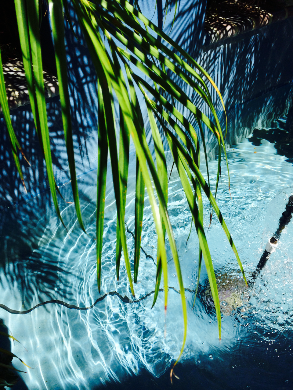 tropicri:  Tropical Blog  