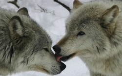 eurasianwolfie:    “If you live to be a