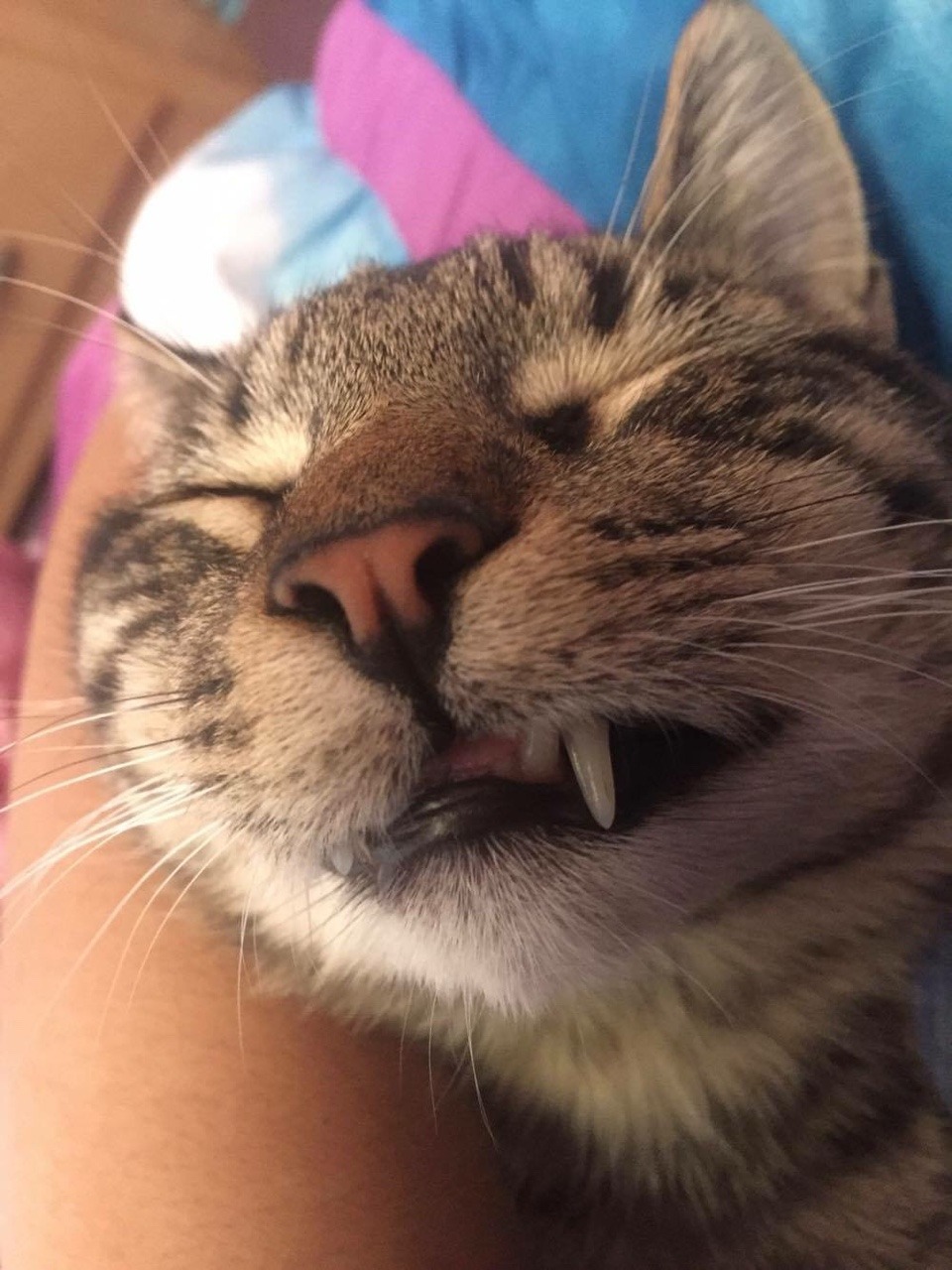 corporation-cats:  😻 