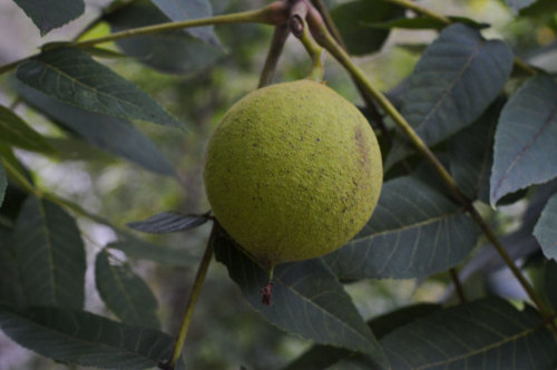   Black Walnut and the White Walnut The Black Walnut compared to the White Walnut also known as the 