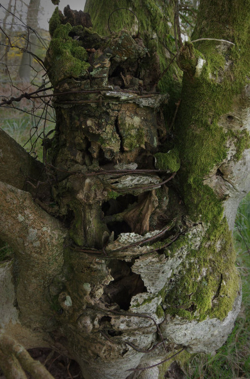 Here is another fencepost made by wrapping wire round a live tree - this time a holly tree. It certa