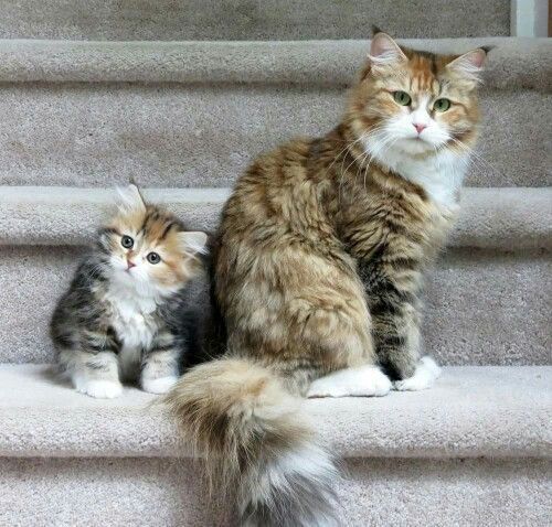 cutekittensarefun:CUTE CAT AND AND KITTEN PICS OF THE DAY