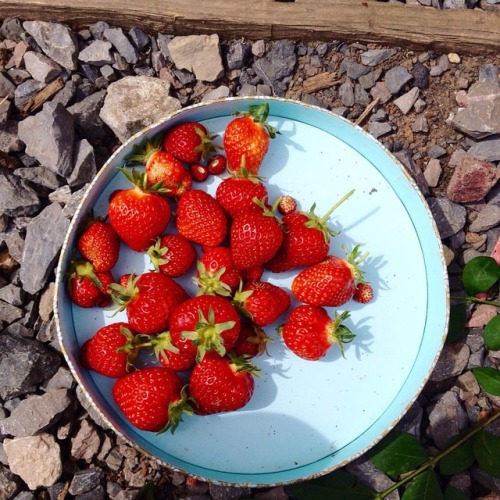 Strawberry haul from the #allotment before the rain #homegrown #strawberries