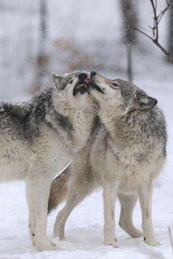 Beautiful Wolves