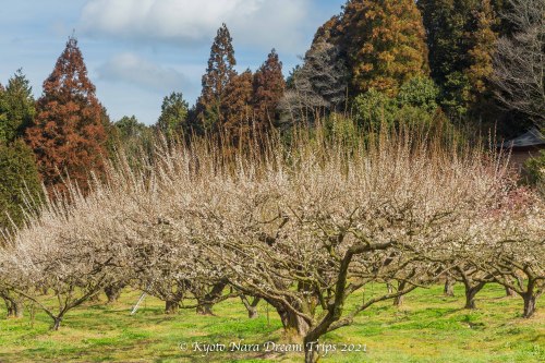 White plum blossoms in the meadow of “Sunai no Sato” grounds in Ōishi Ryumon village Ots