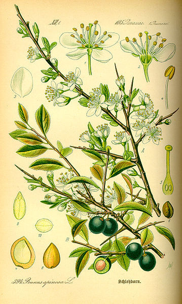 Prunus Spinosa