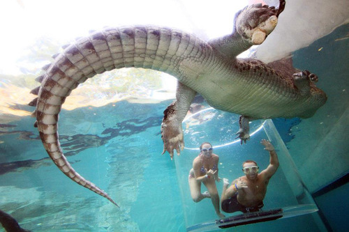 At Crocosaurus Cove Aquarium in Australia, they take you up and close to Giant crocodiles