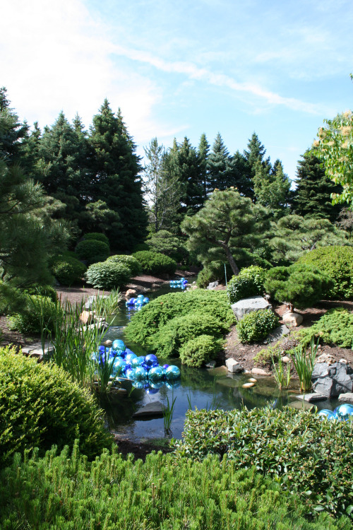 cactguy:Japanese Garden with Chihuly installation / Denver Botanic Gardens