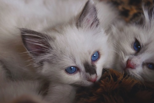 fuckyeahfelines:Our ragdoll kittens(submitted byliterallyoverit)