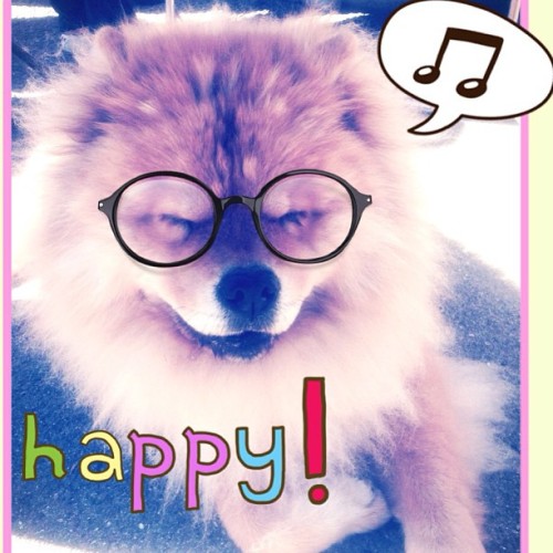 #happy #cute #dog #ibored